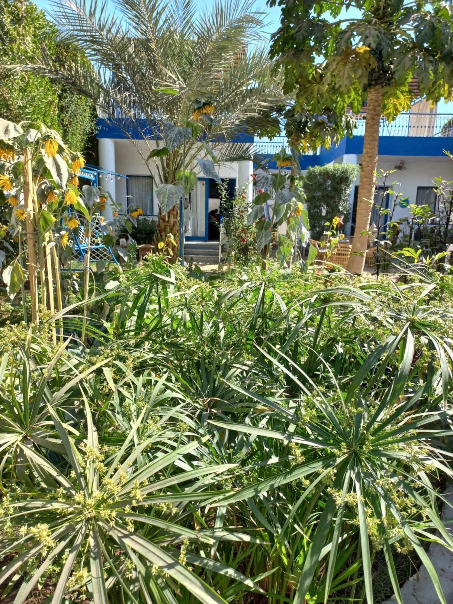 Villa Kaslan Apartments Luxor Eksteriør billede