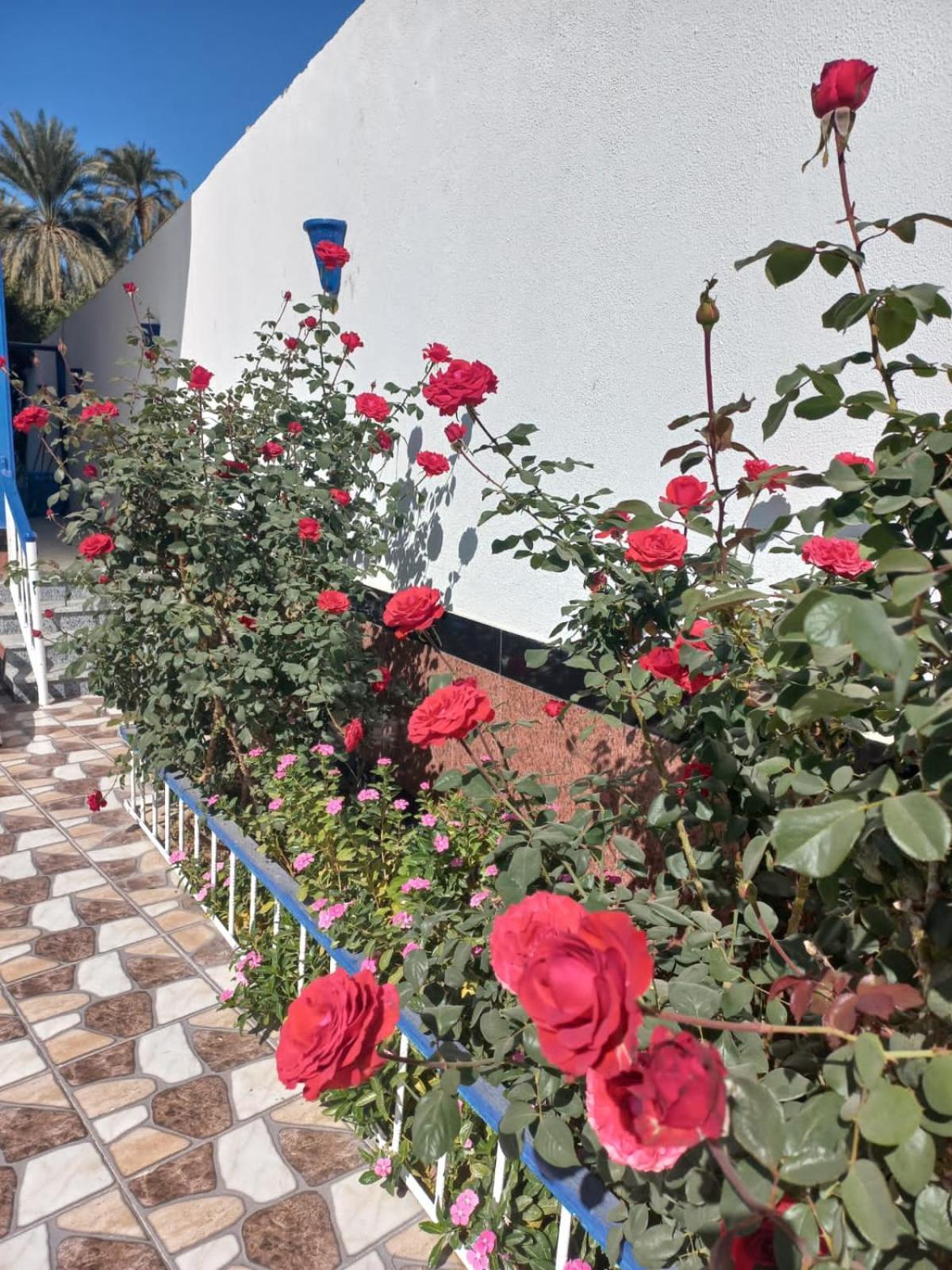 Villa Kaslan Apartments Luxor Eksteriør billede